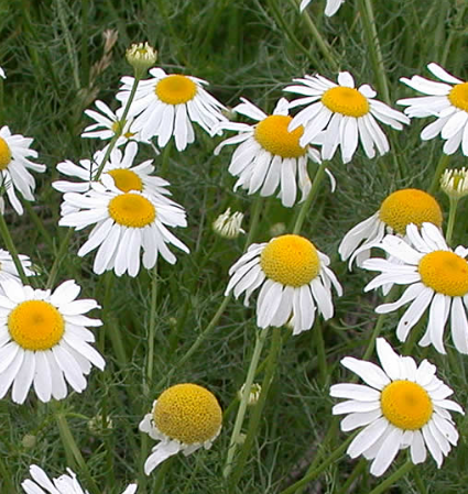 Skärmbild 2026-03-05 110607