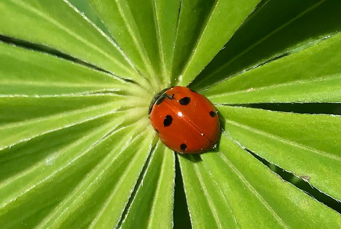 20190531 Nyckelpiga på lupinblad_webb