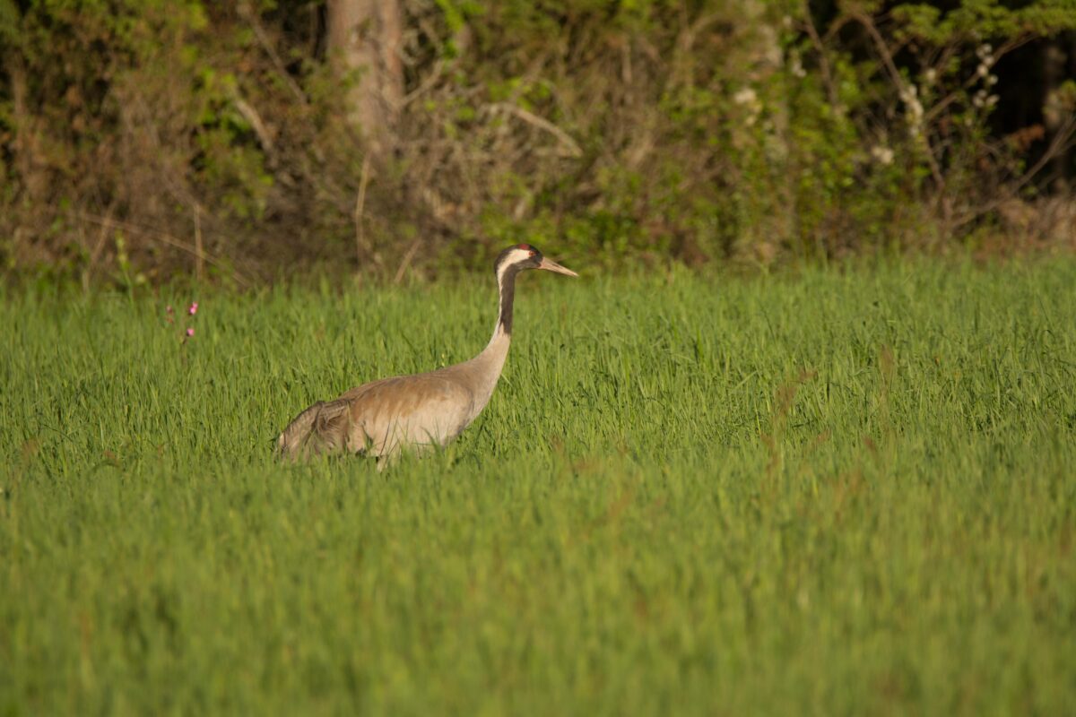 DSC_3642_webb
